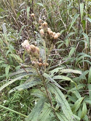 Vernonia fasciculata