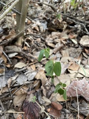 Smilax bona-nox
