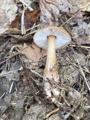 Rhodocollybia