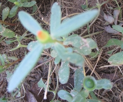 Portulaca umbraticola