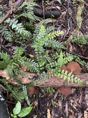Blechnum filiforme