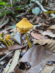 Leucocoprinus brunneoluteus