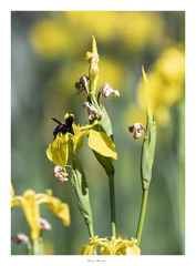 Xylocopa frontalis