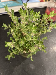 Scutellaria drummondii