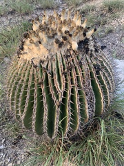 Echinocactus platyacanthus