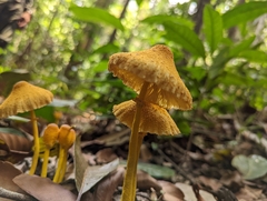 Leucocoprinus brunneoluteus
