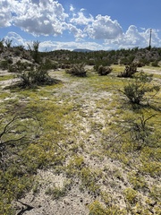 Pectis papposa papposa