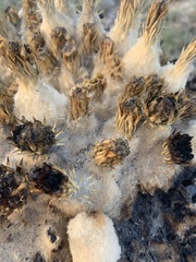 Echinocactus platyacanthus
