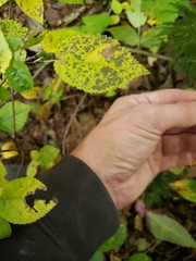 Dendrolycopodium dendroideum
