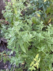 Crocanthemum bicknellii