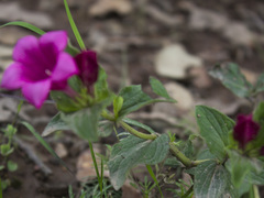 Spigelia scabrella