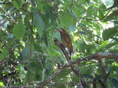 Colaptes rubiginosus tucumanus