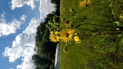 Silphium perfoliatum