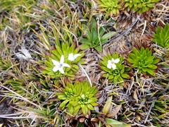Eudemeae