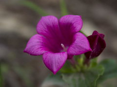 Spigelia scabrella