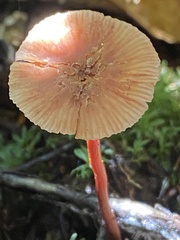 Marasmius plicatulus