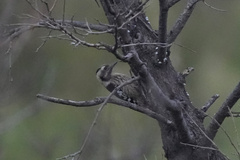 Yungipicus canicapillus