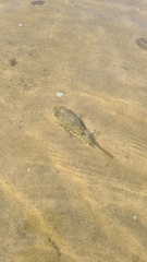 Tetractenos glaber