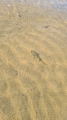 Tetractenos glaber
