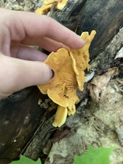 Phyllotopsis nidulans