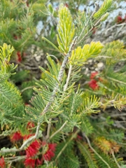 Melaleuca quadrifida