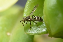 Protopolybia exigua