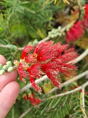 Melaleuca quadrifida