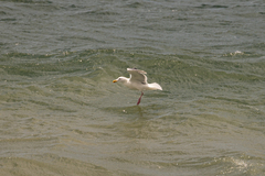 Larus glaucescens × occidentalis
