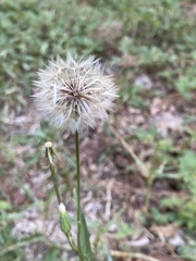 Hypochaeris albiflora