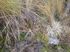 Puya clava-herculis