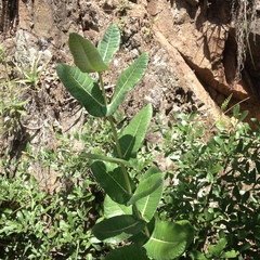 Asclepias otarioides