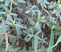 Portulaca umbraticola