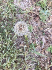 Hypochaeris albiflora