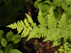 Dryopteris lacera
