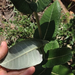 Asclepias otarioides