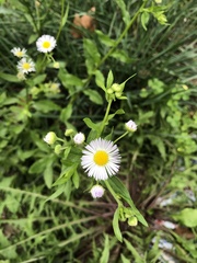 Erigeron