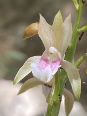 Eulophia maculata