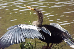 Anhinga anhinga