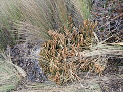 Phlegmariurus crassus