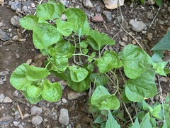 Justicia californica