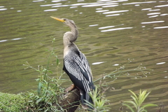 Anhinga anhinga
