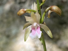 Eulophia maculata