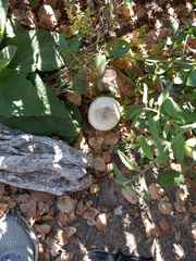 Agaricus deardorffensis