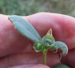 Portulaca umbraticola