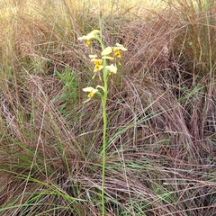 Diuris sulphurea