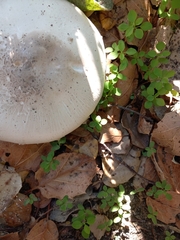Agaricus deardorffensis