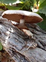 Agaricus deardorffensis