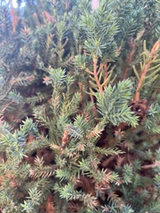 Juniperus squamata