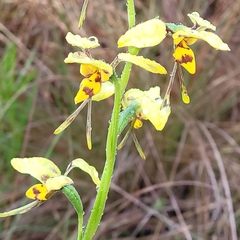 Diuris sulphurea
