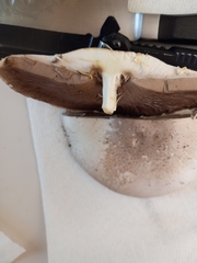 Agaricus deardorffensis